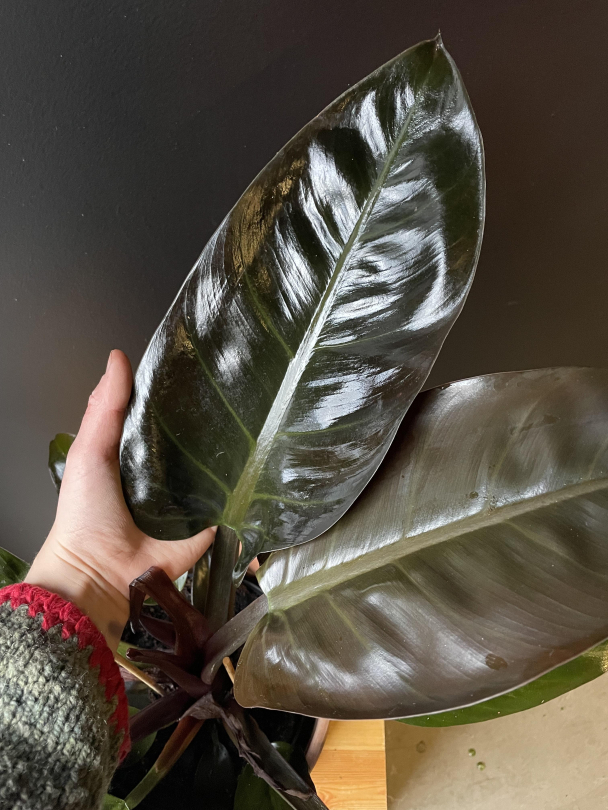 Philodendron 'Imperial Red' - Image 2