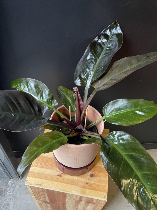 Philodendron 'Imperial Red' - Image 3