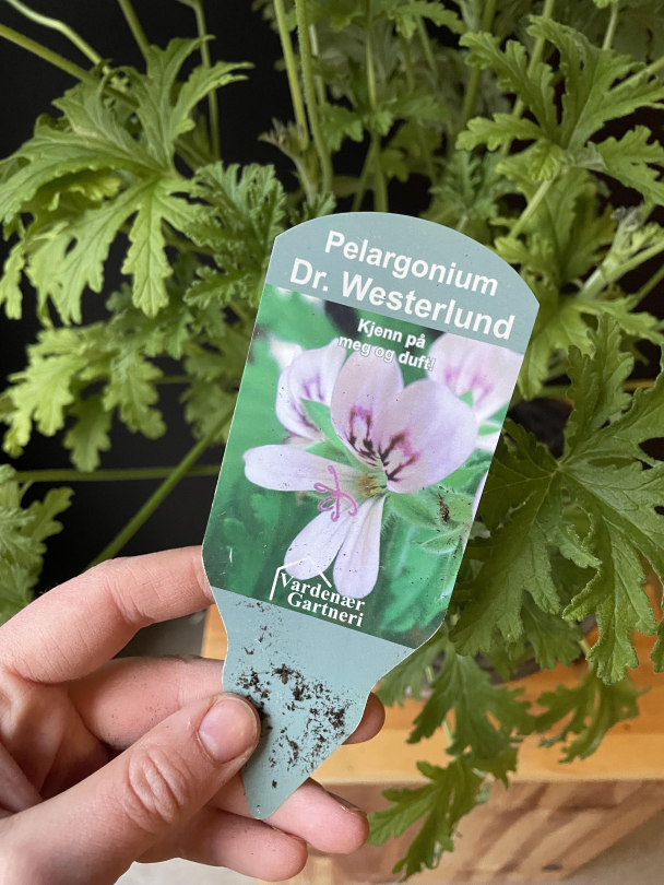 Duftpelargonia - Image 2