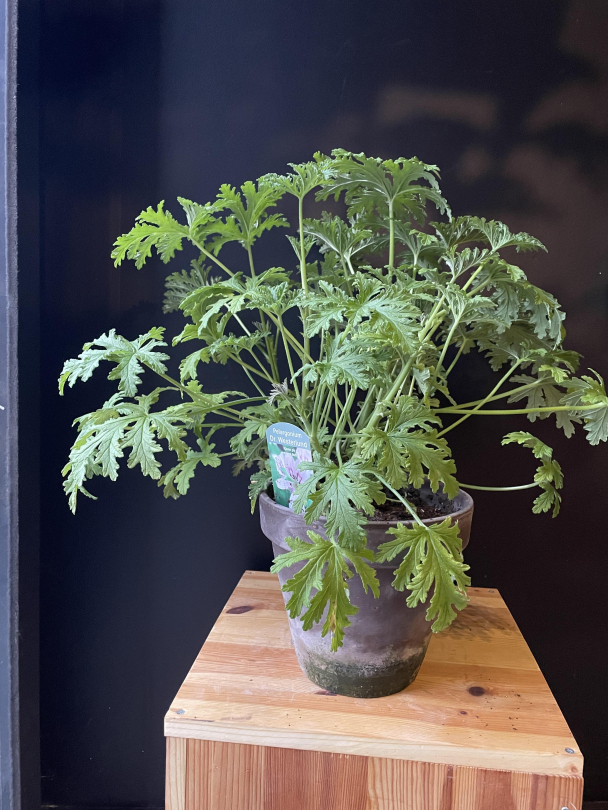 Duftpelargonia - Image 1