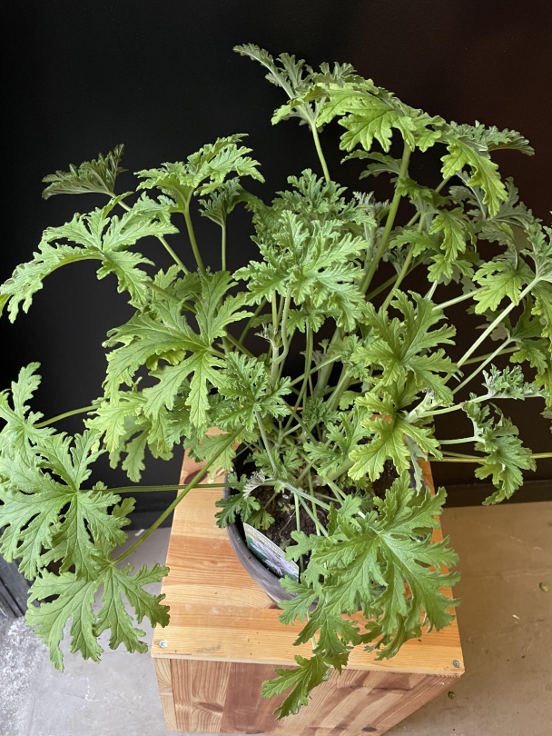 Duftpelargonia - Image 3