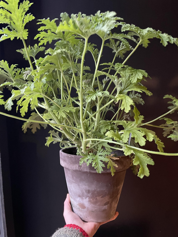 Duftpelargonia - Image 4