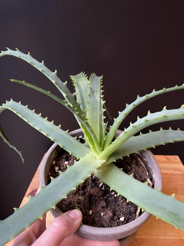 Aloe vera (med potte) - Image 2