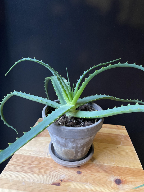 Aloe vera (med potte) - Image 3