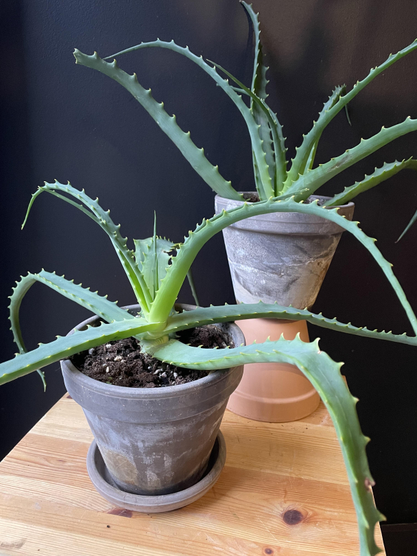 Aloe vera (med potte) - Image 1