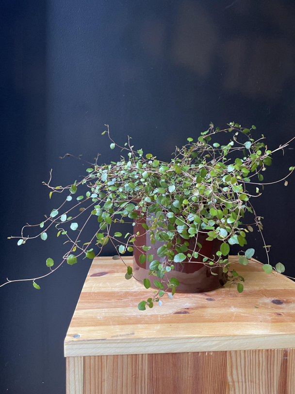 Pletter i luften - Image 2