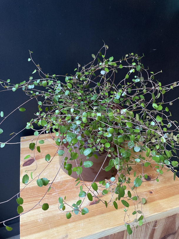 Pletter i luften - Image 3