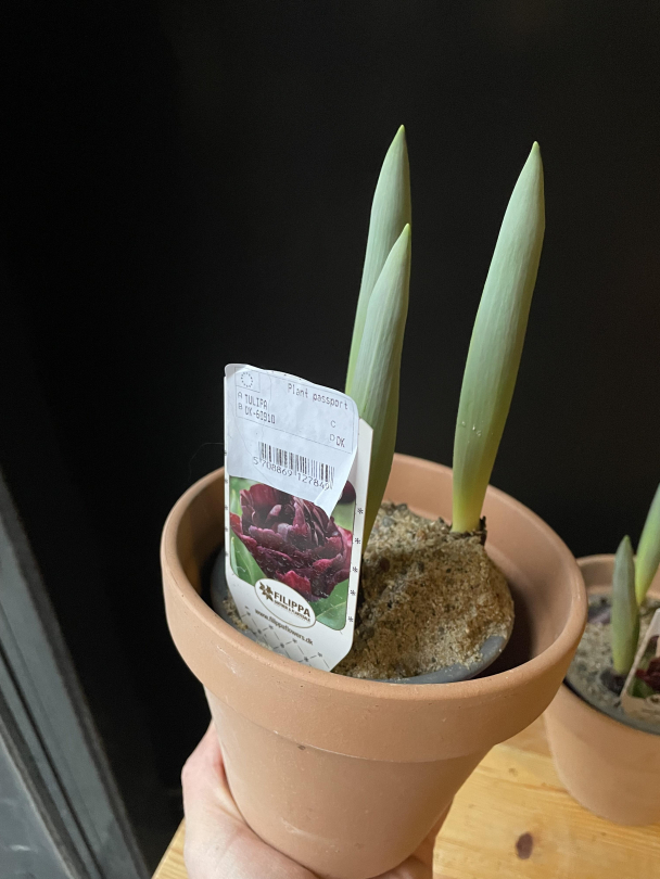 Tulipanløk - Image 2