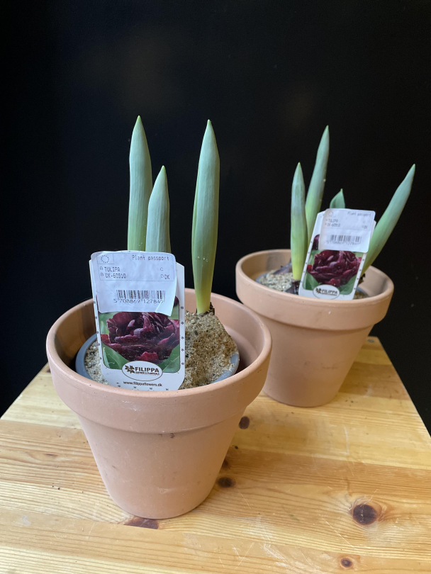 Tulipanløk - Image 1