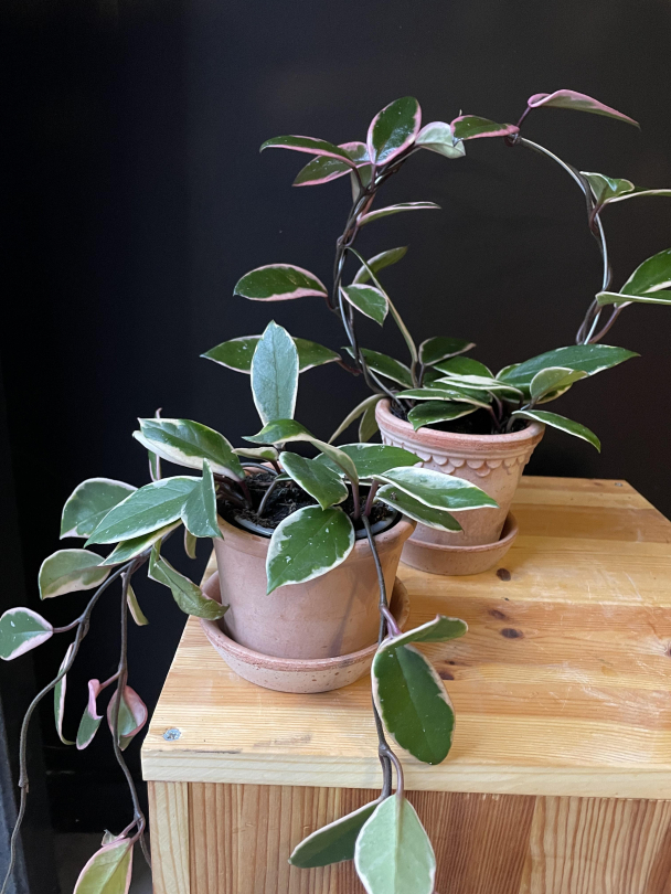 Hoya (med/uten bøyle) - Image 1