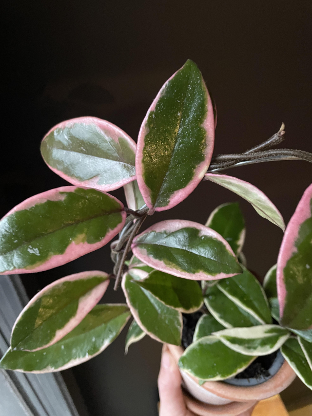 Hoya (med/uten bøyle) - Image 3