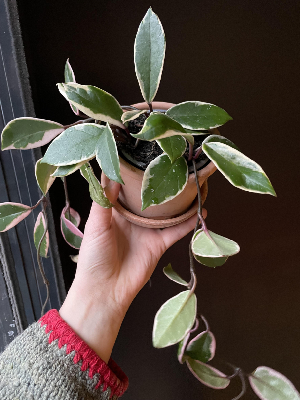 Hoya (med/uten bøyle) - Image 4