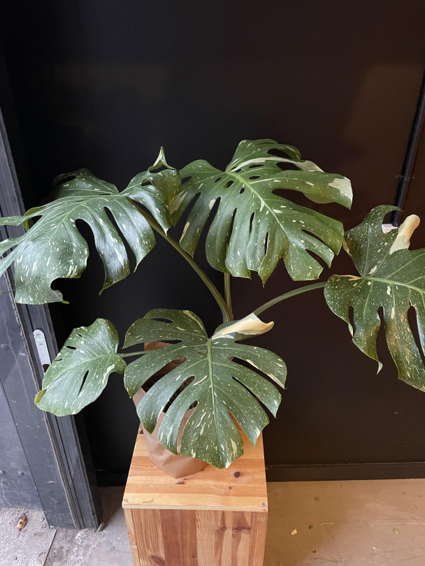 Monstera variegata - Image 3