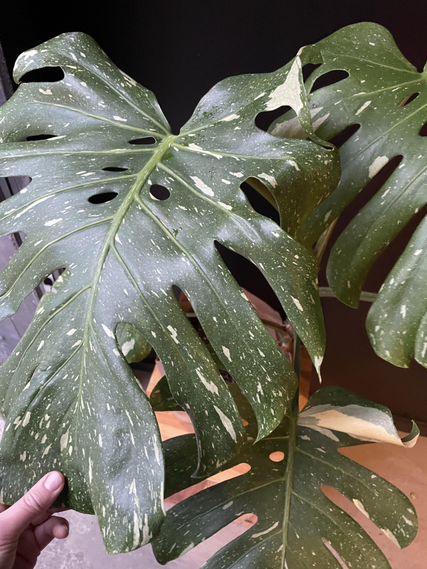 Monstera variegata - Image 4