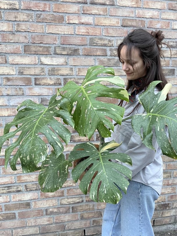 Monstera variegata - Image 1