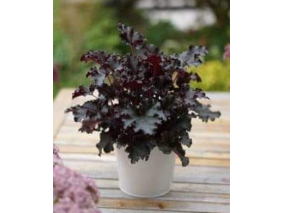 Heuchera "Black Beauty" Plugg
