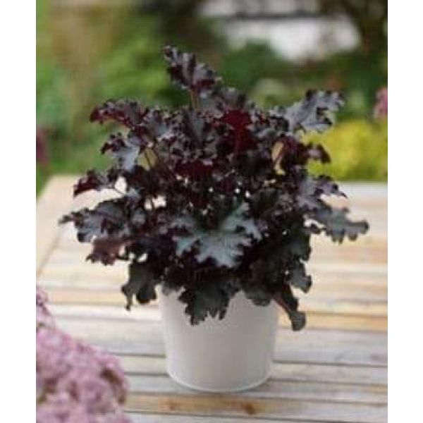 Heuchera "Black Beauty" 