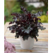 Heuchera "Black Beauty" Plugg