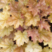 Heuchera "Ginger Ale" Plugg