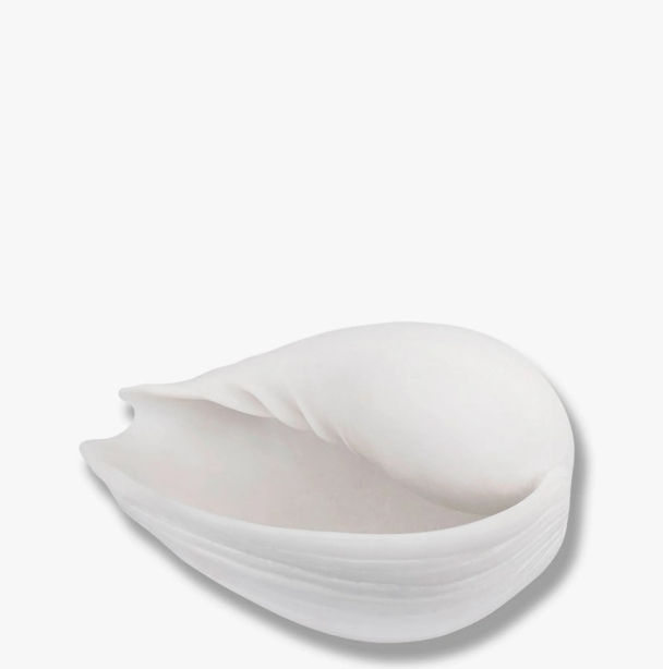 CONCH-skjell small  - Image 2