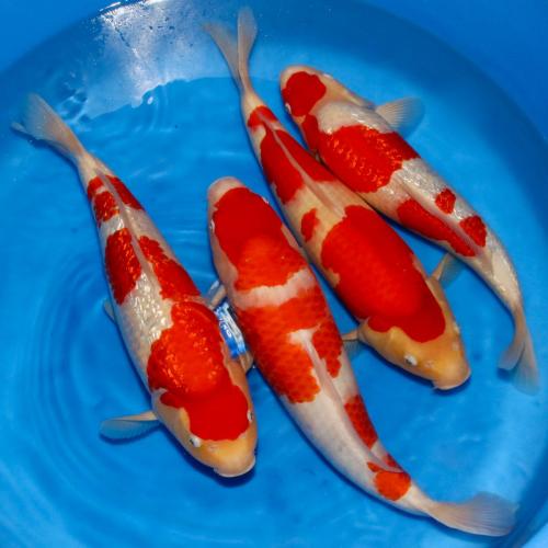 Torazo Nisai Kohaku 44-49cm