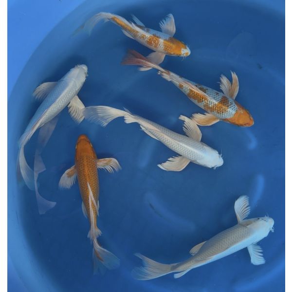 Yamasan Longfinn Nisai 35-40cm