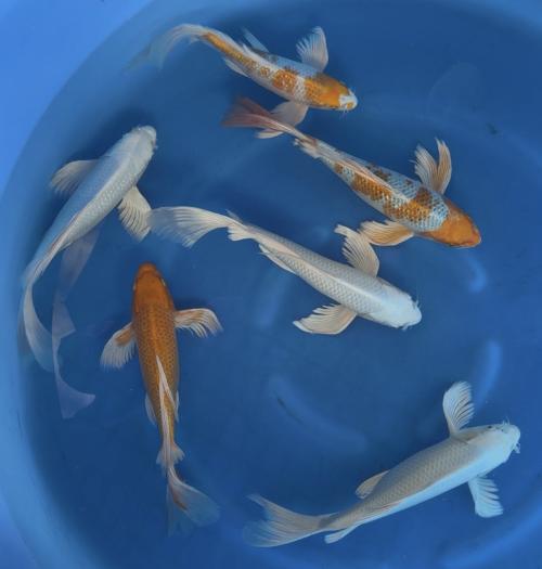 Yamasan Longfinn Nisai 35-40cm