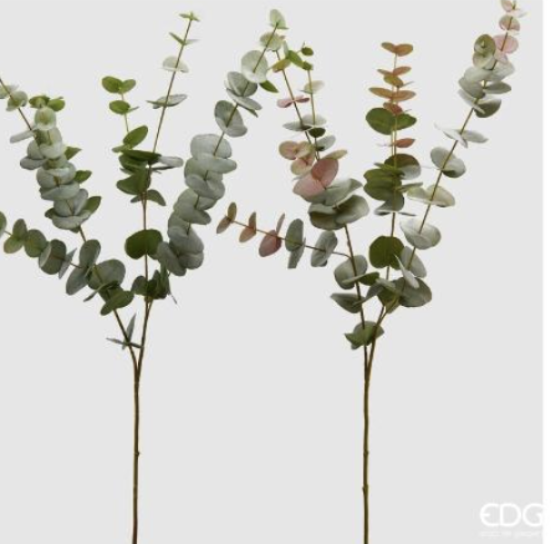Eucalyptus