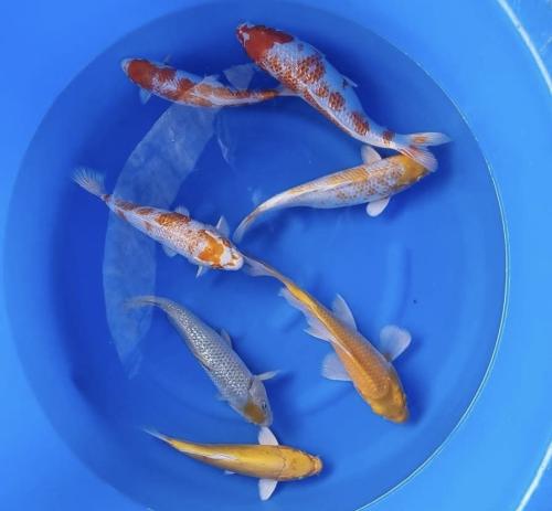 Yamasan Nisai 30-35cm 