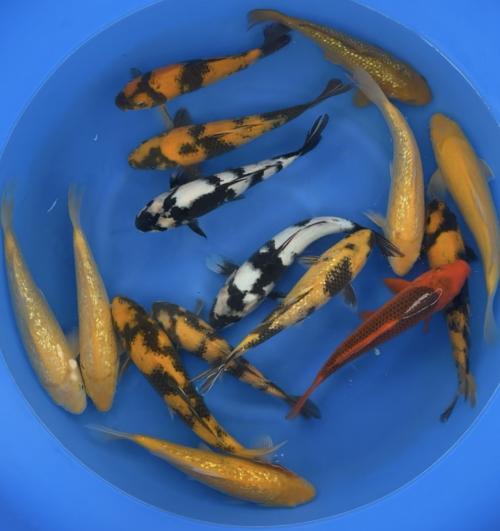 Otsuka Nisai Mix 28-33cm 