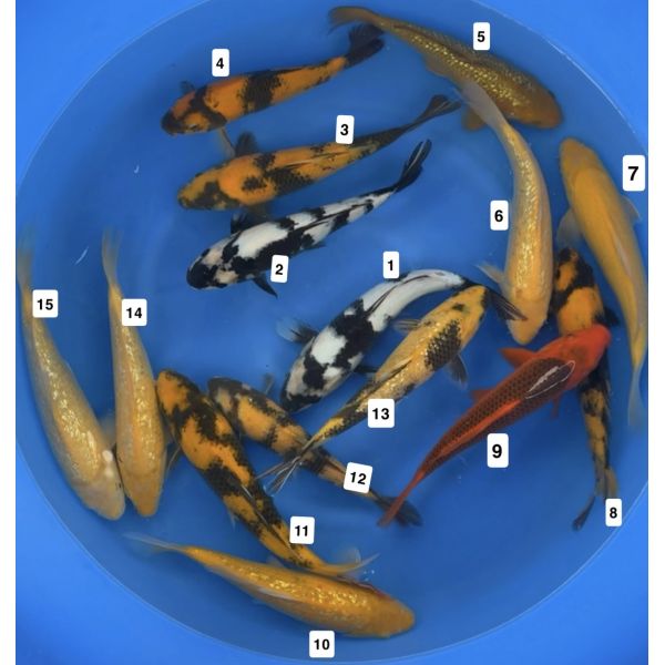 Otsuka Nisai Mix 28-33cm 