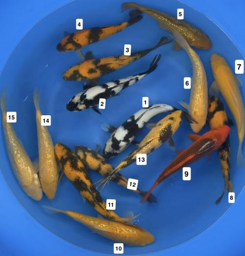 Otsuka Nisai Mix 28-33cm 