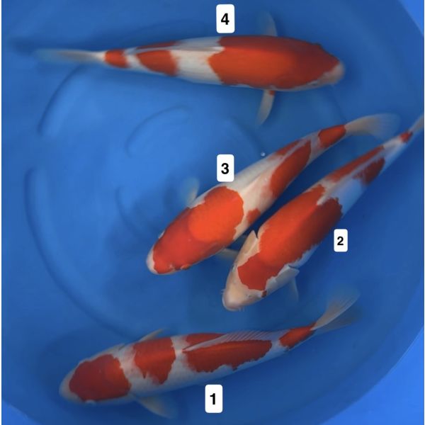 Mano Nishikigoi Kohaku 40-45