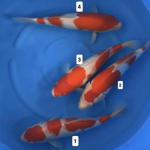 Mano Nishikigoi Kohaku 40-45