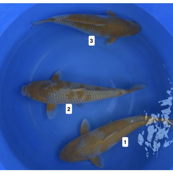 Hiroi Ochiba 40-45cm 