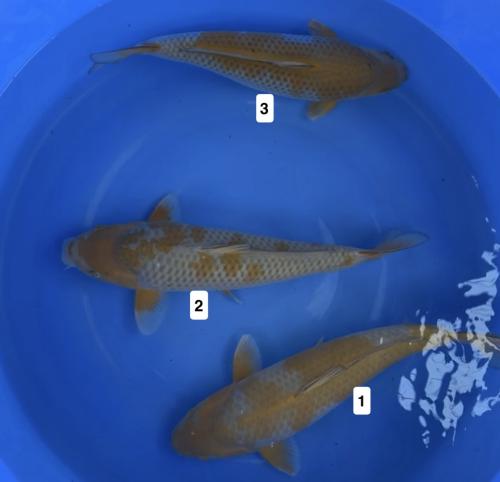 Hiroi Ochiba 40-45cm 