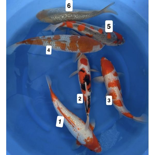 Ikarashi O Nisai Mix 38-45cm
