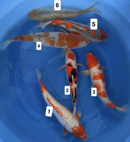 Ikarashi O Nisai Mix 38-45cm