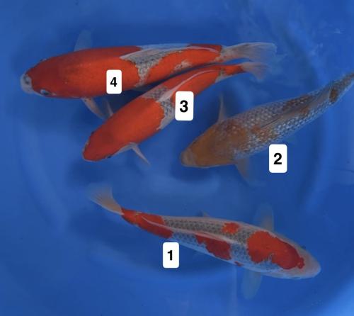 Ikarashi O Nisai Mix 35-40ca 