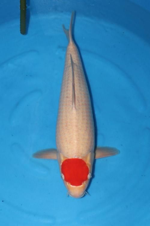 HQ Sensai Female Tancho 