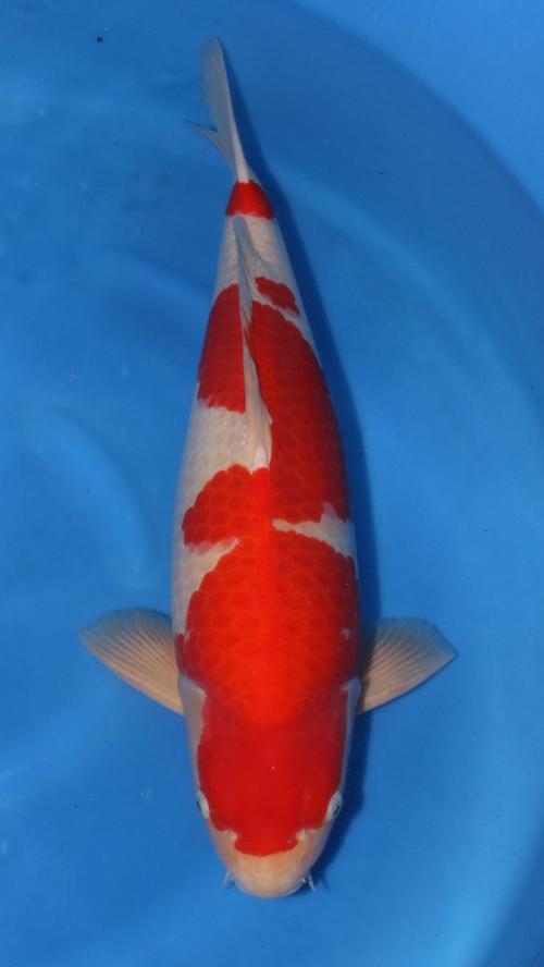 HQ Sensai Male Kohaku 