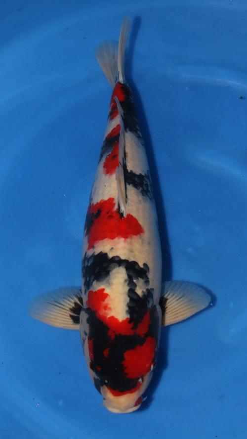 HQ Sensai Male Showa 