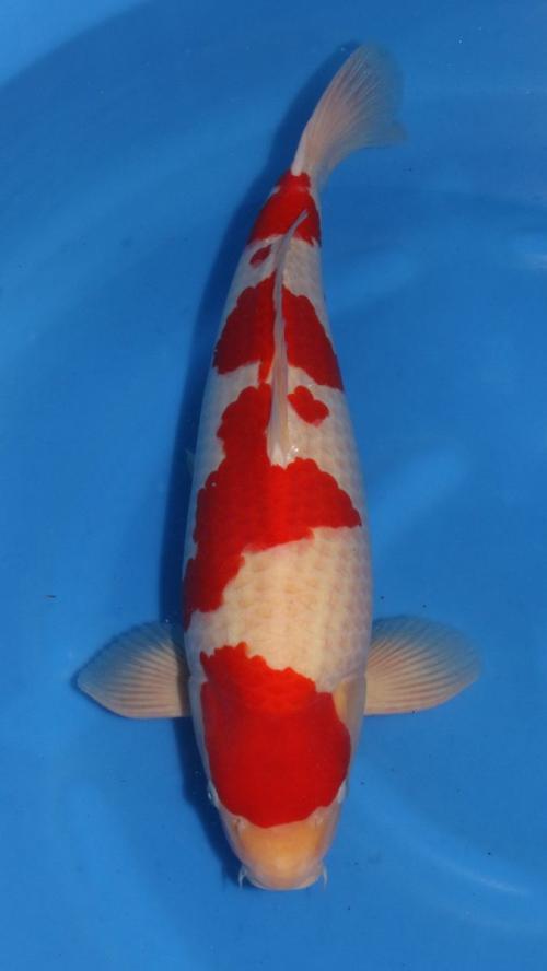 HQ Sensai Male Kohaku 