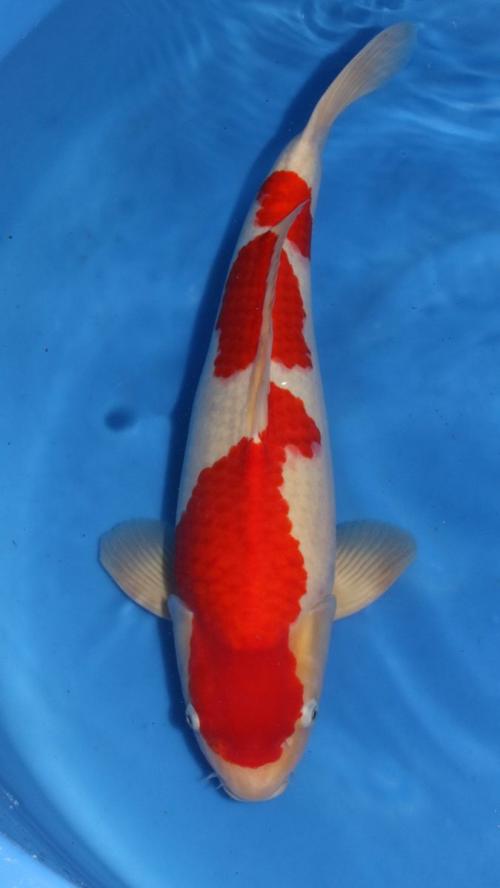 HQ Sensai Male Kohaku