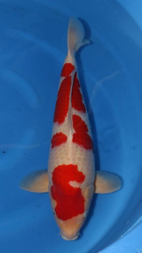 HQ Sensai Male Kohaku 