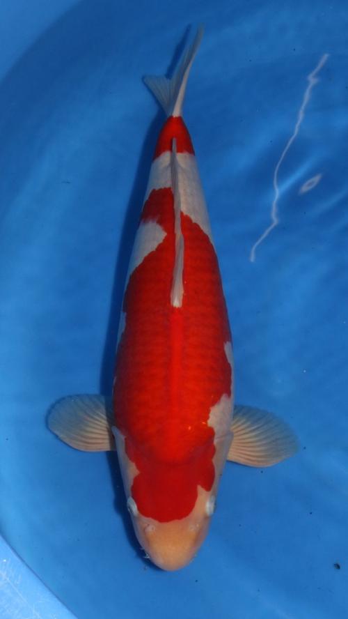 HQ Sensai Male Kohaku