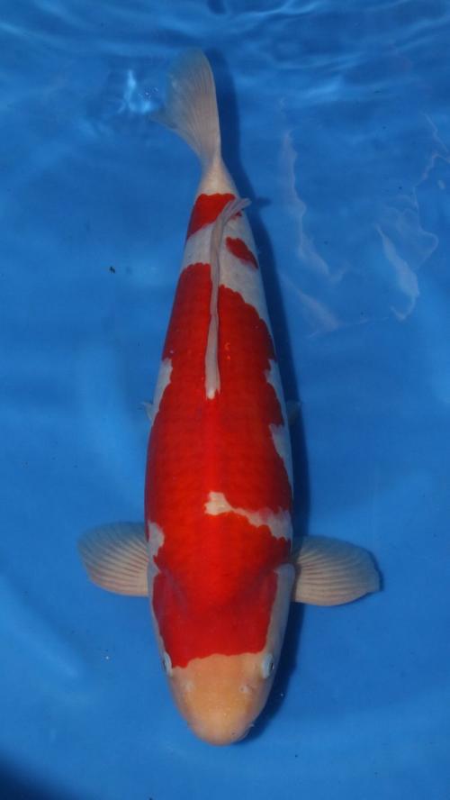 HQ Sensai Male Kohaku