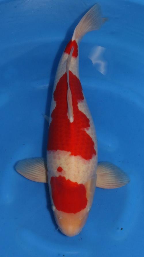 HQ Sensai Male Kohaku