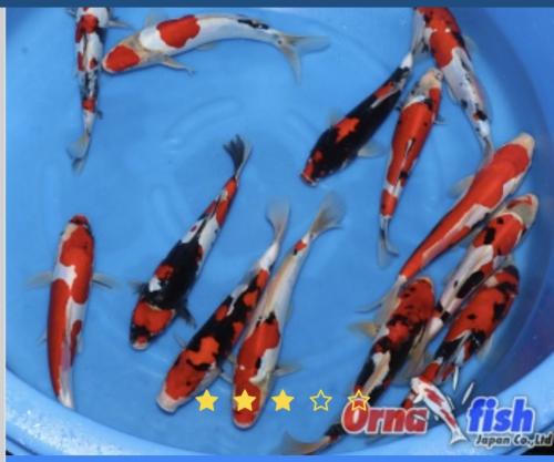 Kawakami doitsu showa 