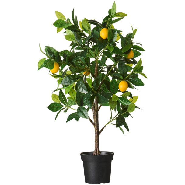 Sitrontre i potte - Image 1